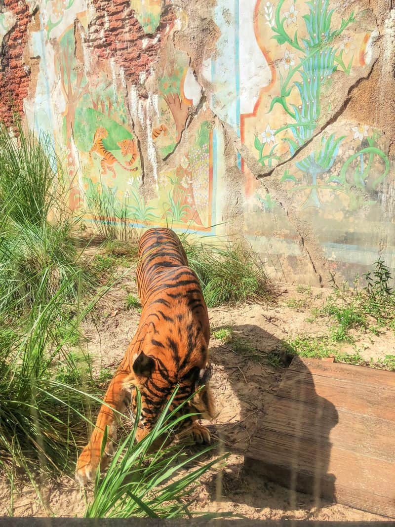 tiger at Disney Animal Kingdom